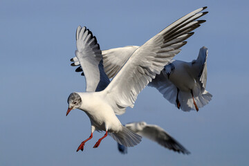 Black headed Gulls in flight