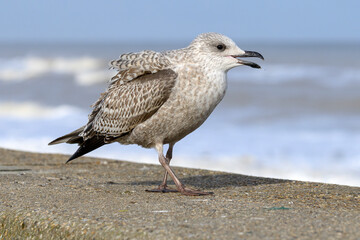 Herring Gull juvenile begging