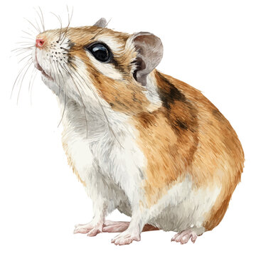 Kangaroo Rat, watercolor drawing vector, isolated on a white background.
