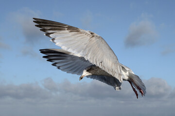 Herring Gull in flight