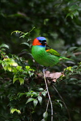 Red-necked Tanager on branch