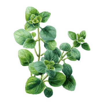 Oregano, watercolor illustration vector, isolated on a white background.