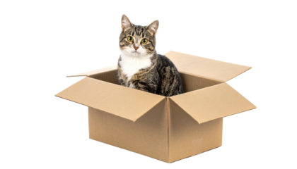 Cut kitten in box isolated on a transparent background.