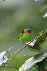 Red-necked Tanager on branch