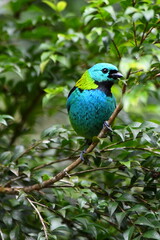 Green-headed Tanager on branch