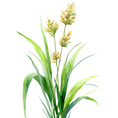 Lemongrass, watercolor illustration vector, isolated on a white background.