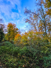 Obraz premium Autumn Gaze Into the Sky