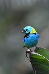 Green-headed Tanager on branch