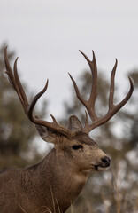 Buck Mule Deer During the Rut in Autumn in Colorado