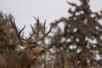 Buck Mule Deer During the Rut in Autumn in Colorado