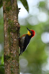 Yellow-fronted Woodpecker