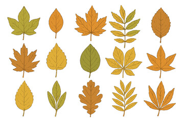 Obraz premium Various autumn tree leaves collection in warm fall colors isolated on white