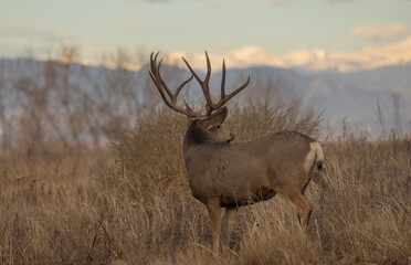 Buck Mule Deer During the Rut in Autumn in Colorado