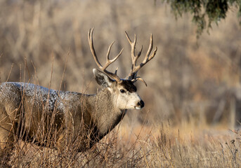 Buck Mule Deer During the Rut in Autumn in Colorado