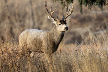 Buck Mule Deer During the Rut in Autumn in Colorado