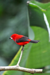 Red brazilian Tanager