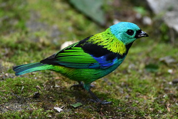 Green-headed Tanager on floor