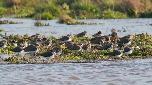 Flock of Lapwing in a Lake