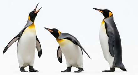 Fototapeta premium Three king penguins standing on white background.