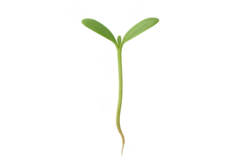 Green seedling plant growing with transparent background
