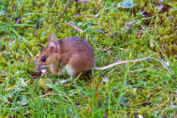 Gelbhalsmaus (Apodemus flavicollis) auf einer Wiese