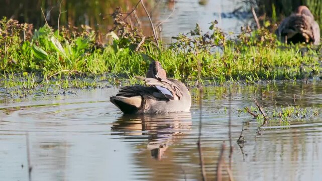 Wigeon Duck on a Lake