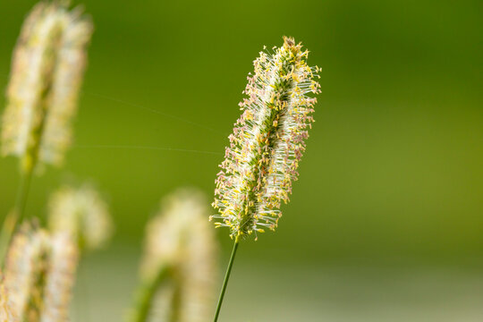 A beautiful close-up of a common timothy grass plant blooming in the summer meadow. A seasonal scenery of rural Latvia, Europe.