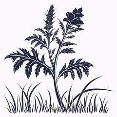 acanthus ebracteatus with leaves