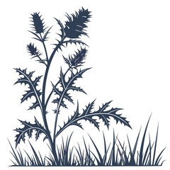 acanthus ebracteatus on white background 