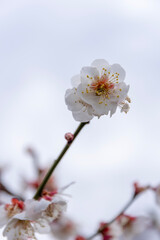 早春に咲き誇る白梅
