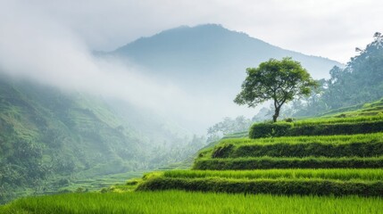 Lush green rice terraces with a lone tree on a misty mountain morning