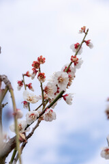 早春に咲き誇る白梅