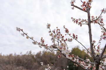 早春に咲き誇る白梅