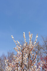 早春の青空と咲き誇る白梅