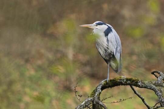 A gray heron (Ardea cinerea) stands on a bare branch covered with moss and lichens in natural surroundings, Hesse, Germany