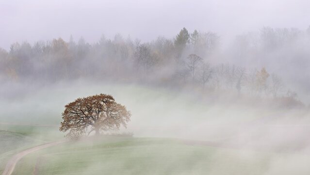 Autumn-colored pedunculate oak (Quercus robur), in fog, Talheim, Canton, Aargau, Switzerland