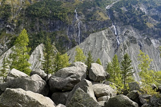 Larches stand in rocky terrain, Chamonix-Mont-Blanc, Haute-Savoie, France
