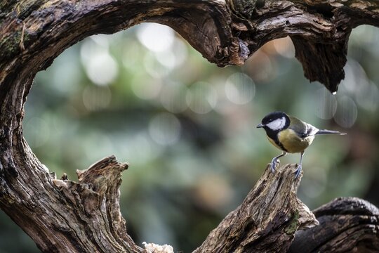 Great tit (Parus major), Emsland, Lower Saxony, Germany