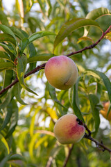 Petites pêches de vigne (Prunus persica) à chair blanches sur le point d'être mûres sur une branche de pêcher. Lumière douce et chaude d'une fin d'été.