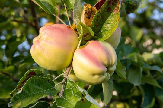 Branche d'arbre avec des fruits m&ucirc;rs de coing et des feuilles. Lumi&egrave;re douce d'une fin de journ&eacute;e en &eacute;t&eacute;.