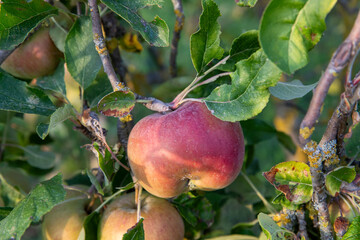 
Ensemble de pommes rouges et jaunes, entourées de feuilles sur une branche de pommier. Les branches lourdes sont soutenues par des tuteurs. Lumière douce et chaude d'une fin d'été.