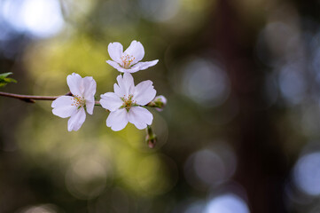 春の柔らかな光に浮かぶ一枝の桜