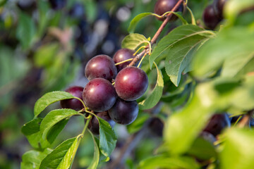 
Petites prunes rondes Myrobolan (Prunus cerasifera) sur le point d'être mûres sur une branche de prunier. Lumière douce et chaude d'une fin d'été.