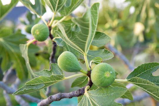 Jeunes figues encore verte sur la branche d'un figuier. Lumi&egrave;re douce et chaude d'une fin d'&eacute;t&eacute;.