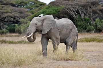 Fototapeta premium Elephant in Amboseli National Park, Kenya