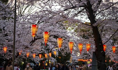 Blooming cherry trees and illuminated lanterns with Japanese writing in the evening, Hanami festival in spring, Ueno Park, Tokyo, Japan