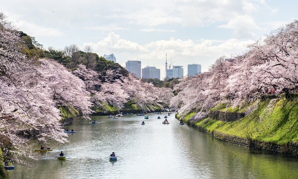 Chidorigafuchi Canal with rowing boat in front of blooming cherry trees, moat, Japanese cherry blossom in spring, Hanami festival, Chidorigafuchi Green Way, Tokyo, Japan