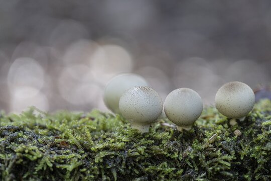 Pear dusters (Apioperdon pyriforme), Emsland, Lower Saxony, Germany
