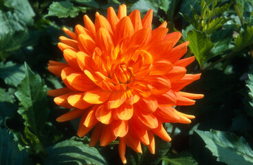 Dahlia semi cactus 'Pekin' © JAG IMAGES