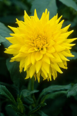 Dahlia cactus 'Primrosa'